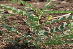 Senna holosericea